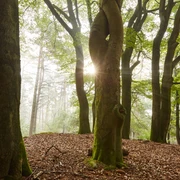 Tinner Loh bei Haren (Ems) – Wanderer unterwegs im Wald ©Naturpark Hümmling (36).jpg