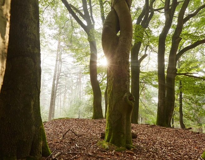 Tinner Loh bei Haren (Ems) – Wanderer unterwegs im Wald ©Naturpark Hümmling (36).jpg
