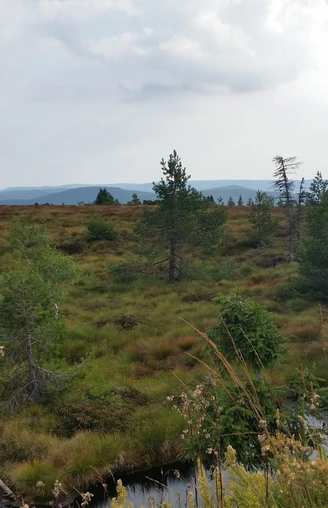 Hochmoorgebiet auf der Hornisgrinde am Grindenpfad mit kleinem Moorsee und Blick auf umliegende Berge
