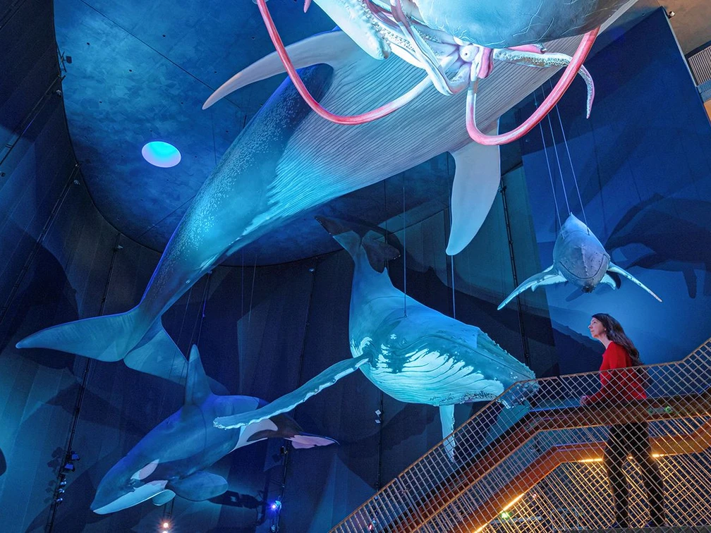 Eine Museumsbesucherin erblickt die Riesen der Meere im OZEANEUM.