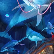 Eine Museumsbesucherin erblickt die Riesen der Meere im OZEANEUM.