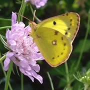 Wildblumenbesucher Christina Ullrich