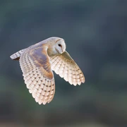 Schleiereule (c) Schäf Mathias