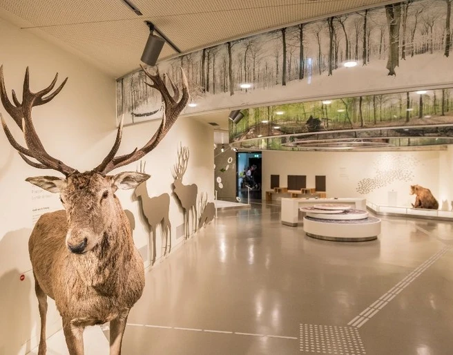 Verschiedene Wildtiere, darunter ein präparierter Hirsch, in einer modernen Ausstellungshalle.