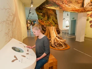 Junge Person betrachtet interaktive Ausstellungstafel zum Thema Wildnis im Museum.