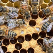 Familienimkerei Dirkes_Wehrhahn Bienen nah_web.jpg