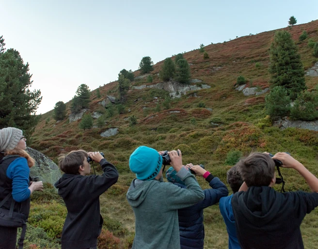 Kinder mit Ferngläsern bei der Wildbeobachtung Gruppe von Kindern beobachtet Wildtiere mit Ferngläsern im Aletschwald bei einer Wildbeobachtung Aletsch Pro NaturaGroup of children observing wild animals with binoculars in the Aletsch Forest during a wildlife observation Aletsch Pro NaturaGroupe d'enfants observant des animaux sauvages avec des jumelles dans la forêt d'Aletsch lors d'une observation de la faune Aletsch Pro Natura