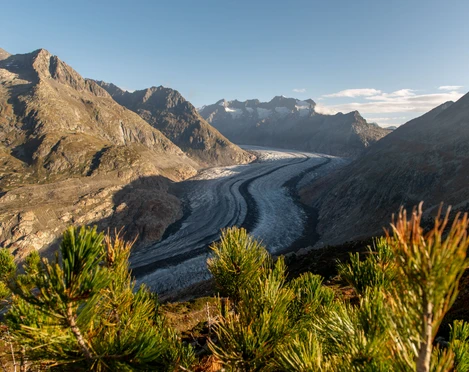 Panorama-Blick auf den Aletschgletscher vom Aletschwald Wanderung Riederhorn Aletschwald mit eindrucksvollem Ausblick auf den Aletschgletscher und die umliegenden BergeRiederhorn Aletsch Forest hike with impressive views of the Aletsch Glacier and the surrounding mountainsRandonnée Riederhorn Aletschwald avec vue impressionnante sur le glacier d'Aletsch et les montagnes environnantes
