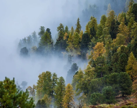 Herbststimmung im Aletschwald mit Nebelschwaden Wanderung Riederhorn Aletschwald durch goldene Lärchen im Herbst, umhüllt von mystischem NebelRiederhorn Aletsch Forest hike through golden larches in autumn, shrouded in mystical fogRandonnée Riederhorn Aletschwald à travers les mélèzes dorés en automne, enveloppés d'un brouillard mystique