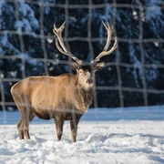 Hirsch im Wildegehege