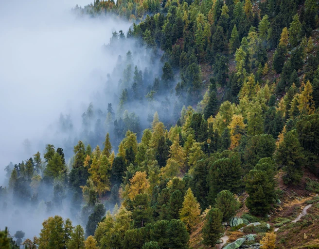 Aletschwald im Nebel  Herbst im Aletschwald Exkursion mit Blick auf farbige Lärchen und mystischen Nebel im Wald der Aletsch ArenaAutumn in the Aletsch Forest Excursion with views of colorful larches and mystical fog in the forest of the Aletsch ArenaL'automne dans la forêt d'Aletsch Excursion avec vue sur les mélèzes colorés et le brouillard mystique dans la forêt de l'Aletsch Arena