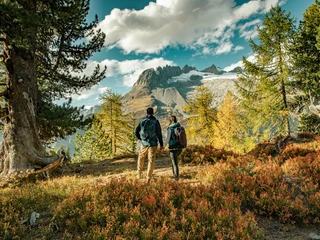 Farbenpracht im Aletschwald Herbst im Aletschwald Exkursion in der Aletsch Arena mit Paar auf Wanderung durch herbstliche Lärchen und AlpenfloraAutumn in the Aletsch Forest Excursion in the Aletsch Arena with a couple on a hike through autumnal larches and alpine floraL'automne dans la forêt d'Aletsch Excursion dans l'Aletsch Arena avec un couple en randonnée à travers les mélèzes automnaux et la flore alpine