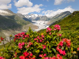 Alpenrosen über dem Aletschgletscher Frühlingsfahrten Hohfluh mit blühenden Alpenrosen im Vordergrund und Blick auf den Grossen Aletschgletscher in der Aletsch ArenaSpring rides Hohfluh with blooming alpine roses in the foreground and view of the Great Aletsch Glacier in the Aletsch ArenaCourses printanières à Hohfluh avec des rhododendrons en fleurs au premier plan et vue sur le grand glacier d'Aletsch dans l'Aletsch Arena