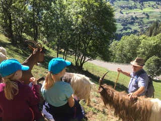 Children trekking with goats in Valais Gletschi Programm Aletsch Arena mit Kindern und Ziegen auf einer geführten Wanderung oberhalb von Betten im WallisGletschi program Aletsch Arena with children and goats on a guided hike above Betten in ValaisProgramme Gletschi Aletsch Arena avec des enfants et des chèvres lors d'une randonnée guidée au-dessus de Betten en Valais