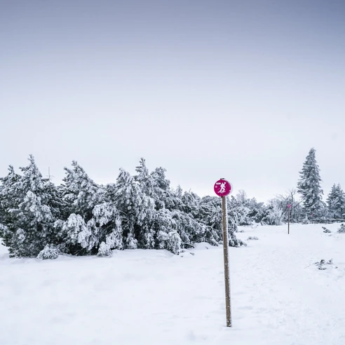 Schneeschuhtour vom Ruhestein zum Schliffkopf