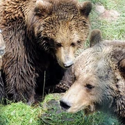 Bären im Bärenpark