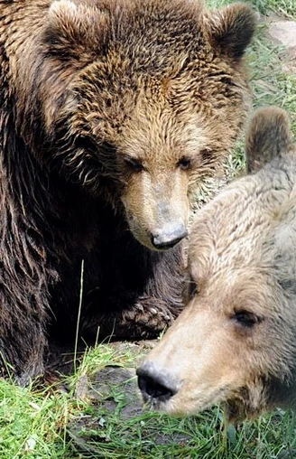 Bären im Bärenpark