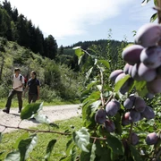 Durch die Obstplantagen
