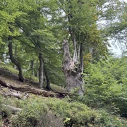 Totholz
