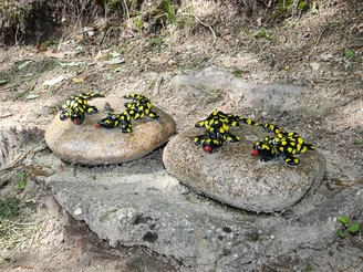 Stein Salamander auf dem Bermersbacher Glücksweg