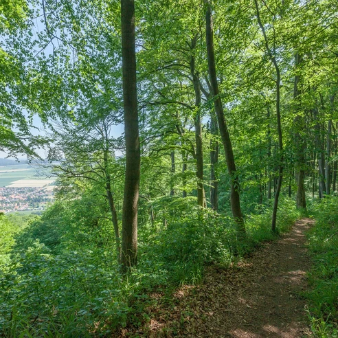 Wanderweg Richtung Coppenbrügge