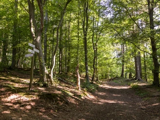 Waldweg