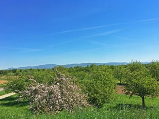 Radweg bei Appenweier an B28
