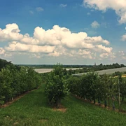 Aussicht auf Renchen-Ulm