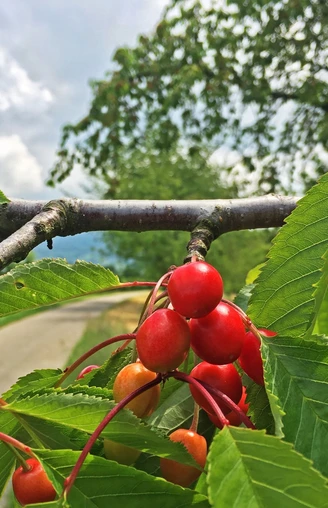 Radweg an den Obstplantagen