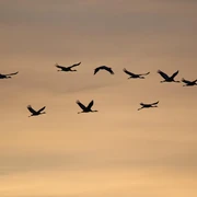 common-cranes-7559487_1280.jpg