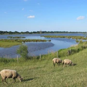 Auenlandschaft_Vreschen_Bokel-Blick_von_der_Aussichtssplattform_mit_Schafen-Apen.jpg Weidende Schafe auf grüner Wiese vor einer weitläufigen Auenlandschaft mit Wasserflächen.
