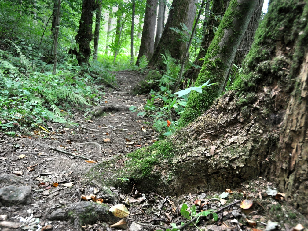 Wald Natursteig .jpg