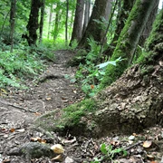 Wald Natursteig .jpg