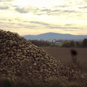 Zuckerrübenberg bei Salzgitter-Ohlendorf mit Blick zum Brocken