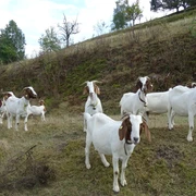 Ziegen bei Forbach-Bermersbach
