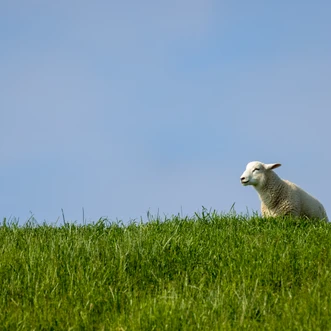 210608_Butjadingen-51175.jpg