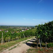 Oberkircher Reblandschaft Nußbach
