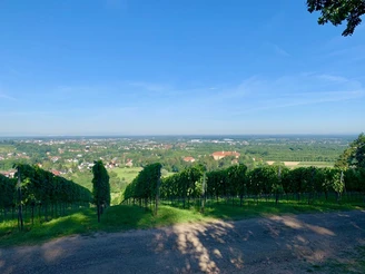 Reblandschaft mit Blick ins Rheintal