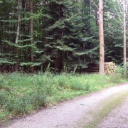 Salzgitter Höhenzug, Wanderweg 28 Nadelbäume im Laubwald