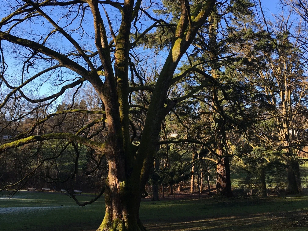 Kahler Baum in einem Park unter blauem Himmel.
