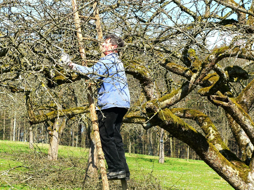 Obstbaumschnitt
