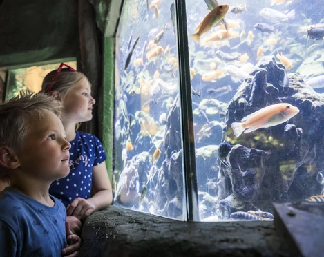 Tetra Aquarium_c_Zoo Osnabrück_f_Bettina Meckel.jpg