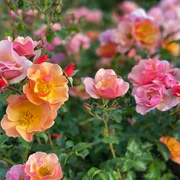 Schafstedter Rosentage
