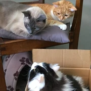 Auf einem Holzstuhl liegt eine hellbraun/orange getigerte Katze und links daneben eine graue Katze. Unter dem Stuhl sitze eine weitere Katze, die schwarz und weiß gefleckt ist, in einem Pappkarton und schaut zu den beiden Katzen hoch.