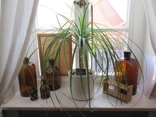 Eine große Pflanze in einem weißen Topf auf einer Fensterbank, umgeben von braunen Glasflaschen.