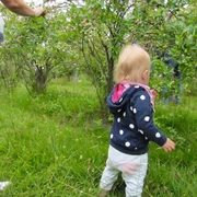 Bickbeernhof Café Herse GbR Kind beim Blaubeerpflücken Kleinkind pflückt Blaubeeren im Garten, umgeben von Büschen auf grünem Gras mit hellem Himmel.