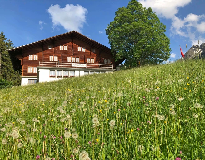 Aussenansicht Gasthaus Gsaessweid  Blumenwiese, dahinter befindet sich das Gasthaus GsässweidFlower meadow, behind it is the Gsässweid innPrairie fleurie, derrière se trouve l'auberge Gsässweid