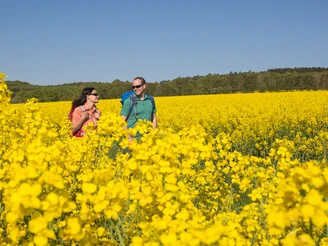 Zwei Personen wandern durch ein weites, blühendes Rapsfeld unter blauem Himmel.