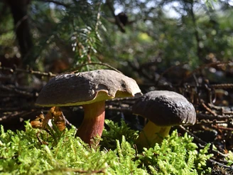 Wald im Osnabrücker Land Zwei Pilze stehen im Wald auf einem Bett aus grünem Moos, umgeben von Laub und Zweigen.