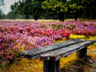 bank-pause-heide-bispingen